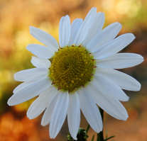 flor de manzanilla (1)